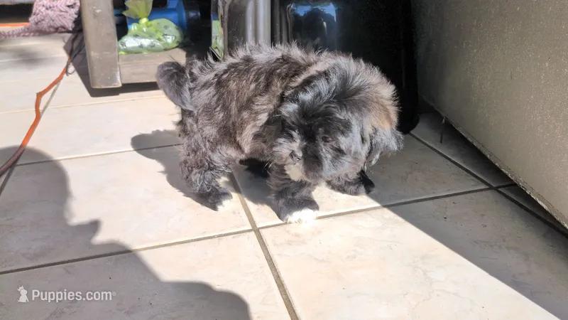 Zeus – Shih Tzu, Shichon puppy for sale in Macon, GA