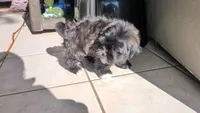Zeus, a male Shih Tzu and Shichon for sale in Macon, GA – 1 of 8