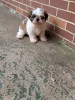 Zyla, a male Shih Tzu for sale in Macon, GA – 5 of 10