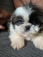 Zyla, a female Shih Tzu for sale in Macon, GA – 5 of 7