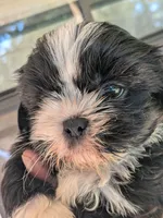 Seven, a male Shih Tzu and Shorkie for sale in Macon, GA – 2 of 4