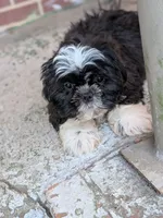 Lucky, a male Shih Tzu for sale in Macon, GA – 4 of 8