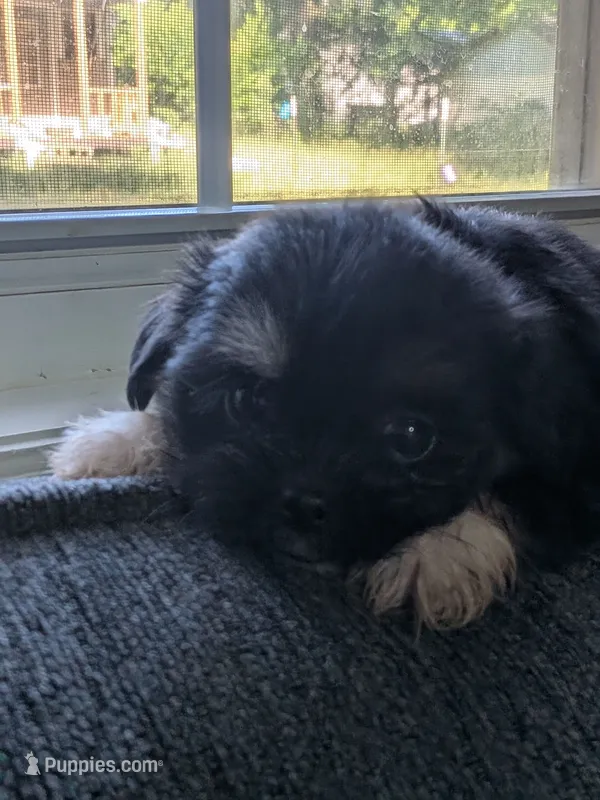Moonpie – Shih Tzu, Shorkie puppy for sale in Macon, GA
