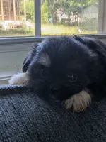 Moonpie, a female Shih Tzu and Shorkie for sale in Macon, GA – 1 of 3