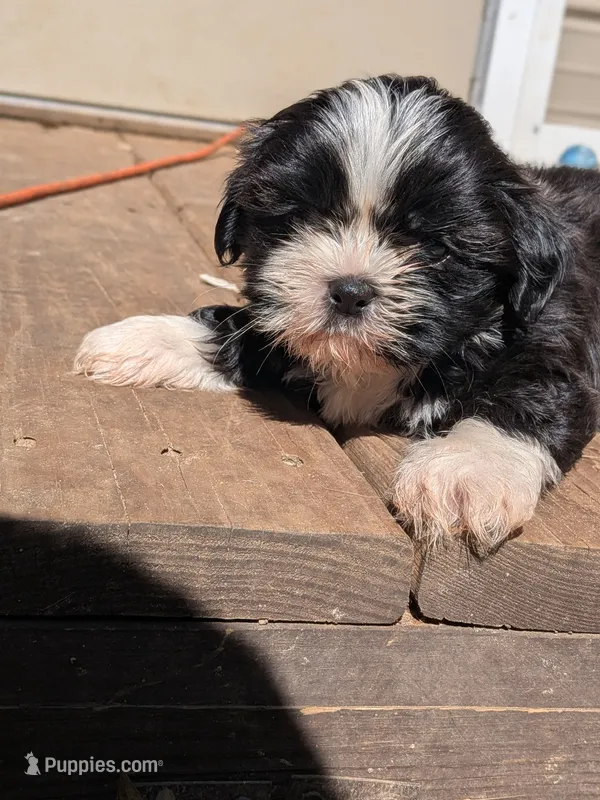 Seven – Shih Tzu, Shorkie puppy for sale in Macon, GA