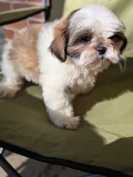 Black, a male Shih Tzu for sale in Macon, GA – 2 of 3