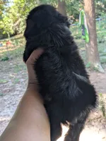 Moonpie, a female Shih Tzu and Shorkie for sale in Macon, GA – 2 of 3