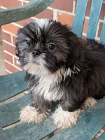 Nala, a female Shih Tzu for sale in Macon, GA – 3 of 8