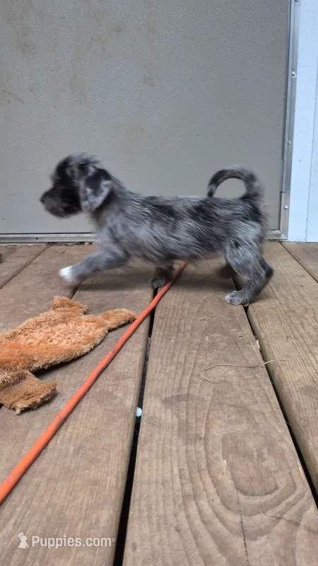 Ice – Dachshund, Shih Tzu puppy for sale in Macon, GA