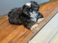 Nala, a female Shih Tzu for sale in Macon, GA – 8 of 8