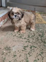 Cody, a male Shih Tzu and Shorkie for sale in Macon, GA – 2 of 5