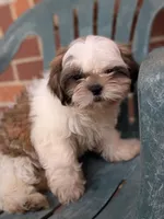 Zyla, a male Shih Tzu for sale in Macon, GA – 9 of 10