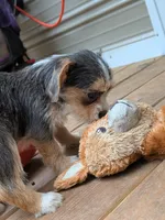 Megan, a female Dachshund and Shih Tzu for sale in Macon, GA – 4 of 6