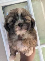 Lumi, a male Shih Tzu and Shorkie for sale in Macon, GA – 2 of 6