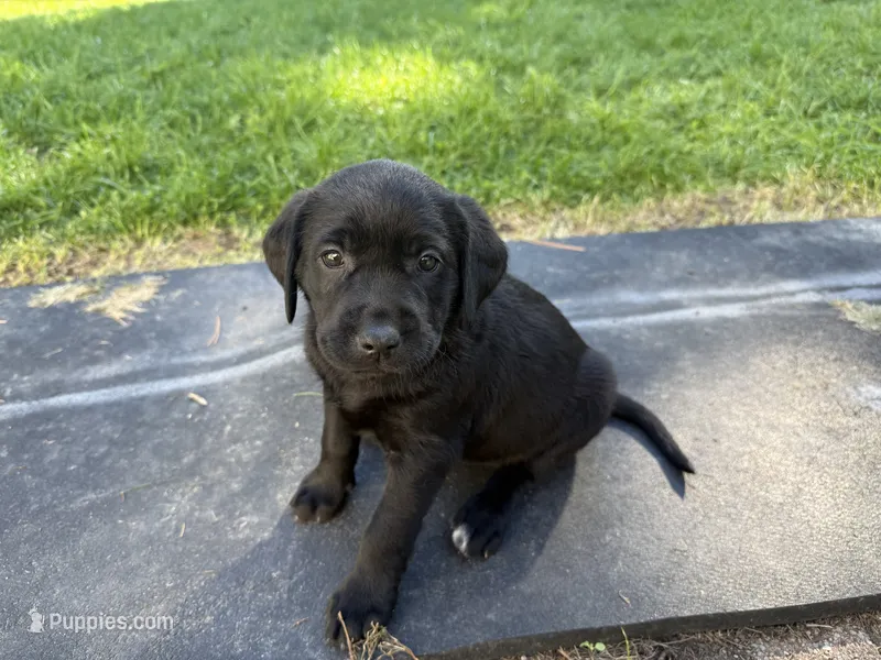 Yellow  – Labrador Retriever puppy for sale in Bath, MI