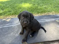 Yellow , a female Labrador Retriever for sale in Bath, MI – 1 of 3