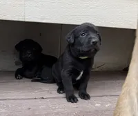 No name , a male Labrador Retriever for sale in Bath, MI – 3 of 8