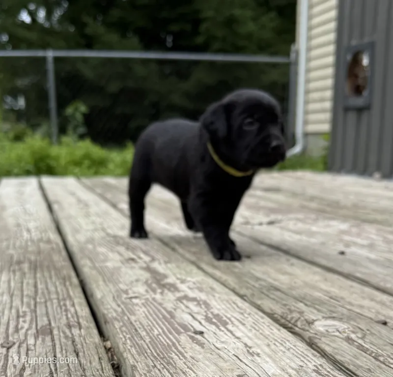 No name  – Labrador Retriever puppy for sale in Bath, MI