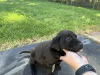 Light pink, a female Labrador Retriever for sale in Bath, MI – 2 of 3