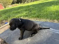 Yellow , a female Labrador Retriever for sale in Bath, MI – 3 of 3