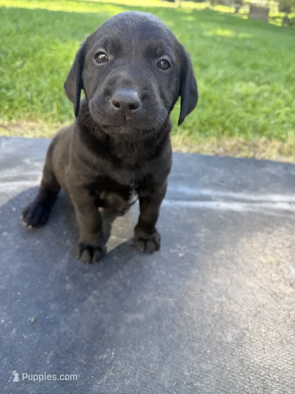 Black  – Labrador Retriever puppy on hold in Bath, MI