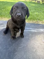 Black , a male Labrador Retriever for sale in Bath, MI – 1 of 4