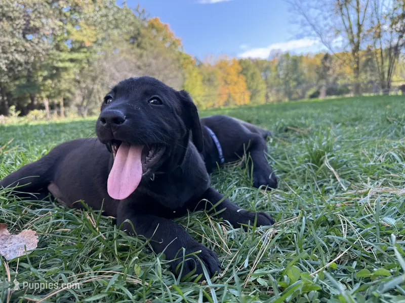 Yellow  – Labrador Retriever puppy for sale in Bath, MI