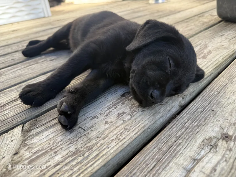 Blue – Labrador Retriever puppy for sale in Bath, MI