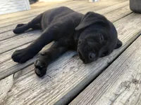 Blue, a male Labrador Retriever for sale in Bath, MI – 1 of 3