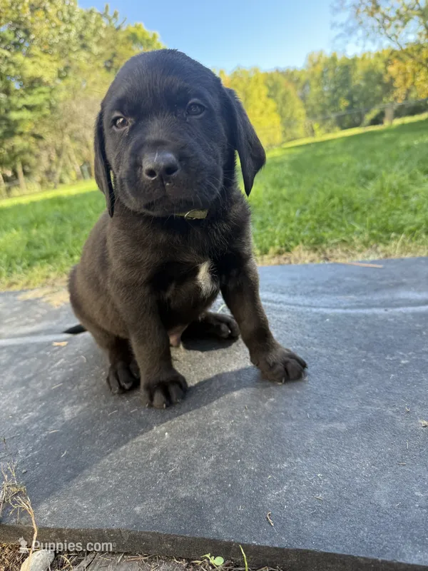 Green  – Labrador Retriever puppy for sale in Bath, MI