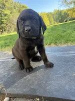 Green , a male Labrador Retriever for sale in Bath, MI – 1 of 5