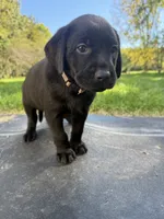 Light pink, a female Labrador Retriever for sale in Bath, MI – 3 of 3