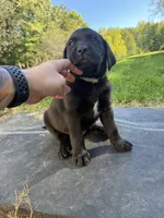 Green , a male Labrador Retriever for sale in Bath, MI – 5 of 5