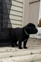 No name , a male Labrador Retriever for sale in Bath, MI – 2 of 8