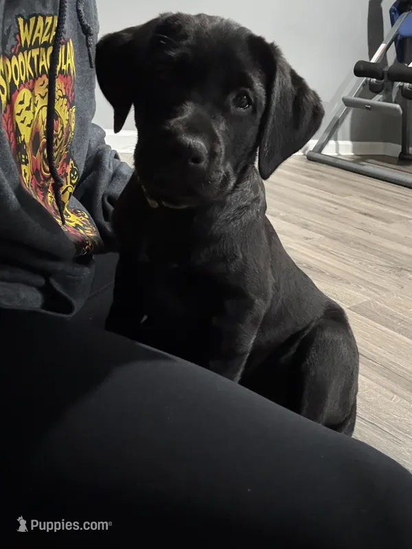 Yellow  – Labrador Retriever puppy for sale in Bath, MI