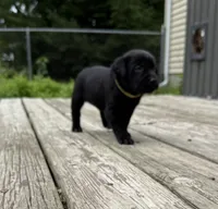 No name, a female Labrador Retriever for sale in Bath, MI – 1 of 9