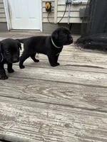 No name, a female Labrador Retriever for sale in Bath, MI – 5 of 9