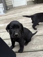 No name , a male Labrador Retriever for sale in Bath, MI – 8 of 8