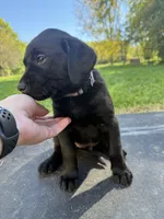 Purple, a male Labrador Retriever for sale in Bath, MI – 3 of 3