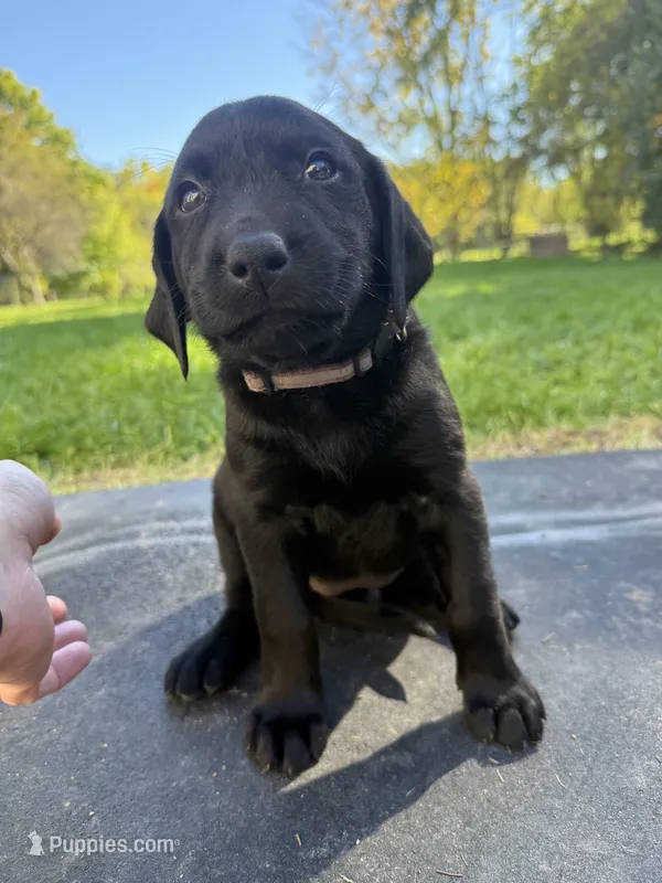 Purple – Labrador Retriever puppy for sale in Bath, MI