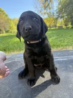 Purple, a male Labrador Retriever for sale in Bath, MI – 1 of 3