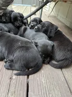 No name, a female Labrador Retriever for sale in Bath, MI – 7 of 9