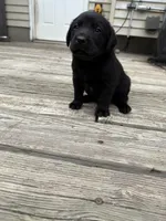 No name , a female Labrador Retriever for sale in Bath, MI – 3 of 9