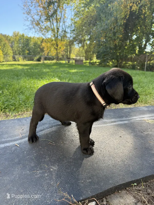 Light pink – Labrador Retriever puppy for sale in Bath, MI