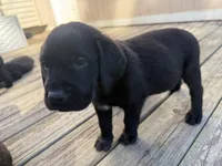 Black , a male Labrador Retriever for sale in Bath, MI – 4 of 4
