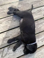 Blue, a male Labrador Retriever for sale in Bath, MI – 2 of 3