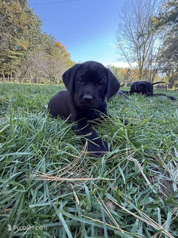 Light pink – Labrador Retriever puppy on hold in Bath, MI