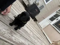 No name, a female Labrador Retriever for sale in Bath, MI – 6 of 9