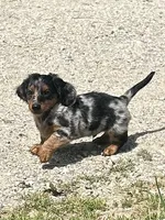 Harley, a male Miniature Dachshund for sale in Clinton, MI – 2 of 5