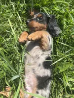 Harley, a male Miniature Dachshund for sale in Clinton, MI – 3 of 5